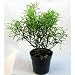 Bamboo Leaf Weeping Fig Tree - Bonsai or House Plant
