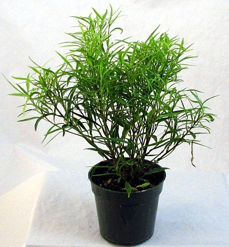 Bamboo Leaf Weeping Fig Tree - Bonsai or House Plant