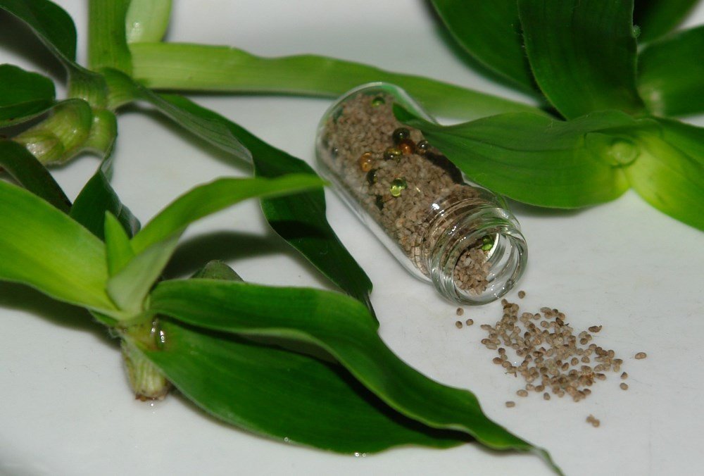 Amazon.com : Beijing Grass Seeds (Murdannia loriformis) 100 Fresh ... Amazon.com : Beijing Grass Seeds (Murdannia loriformis) 100 Fresh ...