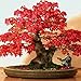 Tropica Lot de 20 graines de bonsa&iuml; &eacute;rable rouge (Acer rubrum)