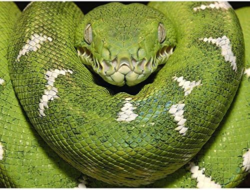 Green Tree Pythons - Wildlife Animal Art Print Poster Wall Decor Home Decor(40x30inches)
