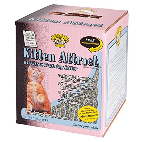 kitten attract