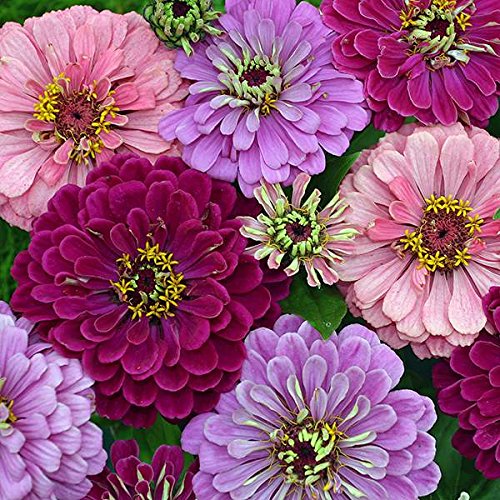 Art Deco Mix Zinnia Certified 40 Seeds #2310 Item UPC#637632549227