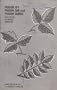 Poison Ivy, Poison Oak and Poison Sumac : Identification, Precautions, Eradication