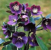 Blue Lady Lenten Rose