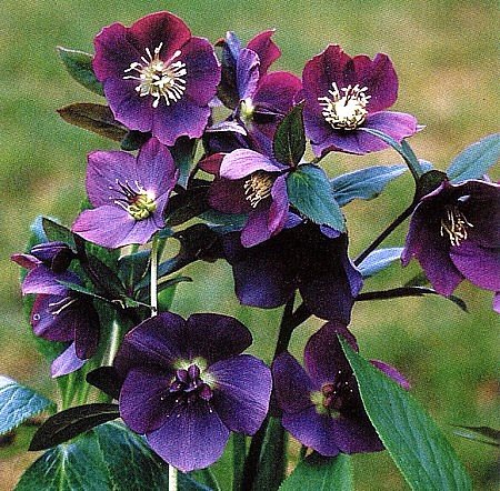 Blue Lady Lenten Rose