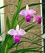 Bamboo Orchid Plant - Arundina graminifolia - 6" Pot