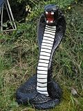 Eigenschaften Steingiesser Cobra / Schwarze Cobra Schlange