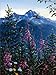 Mountain Splendor - Blank Card Assortment by Leanin' Tree (AST90648) - 20 cards with full-color interiors and 22 full-color envelopes