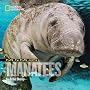 Face to Face with Manatees