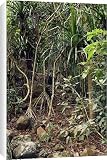 Canvas Prints of WAT-10652 Pandanus sp from Ardea Wildlife Pets