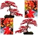 Bonsai Red Maple
61l27S7qtcL. SL75 Bonsai Red Maple