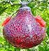 Bird Brain Shimmer Glass Hummingbird Feeder,  Red