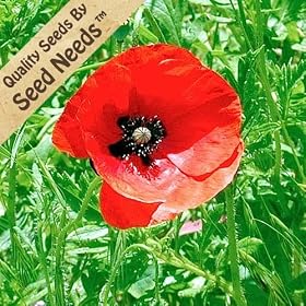Red Corn Poppy - 10,000 Seeds