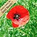 1,000 Seeds, Red Poppy "Corn Poppy" (Papaver rhoeas) Seeds By Seed Needs
