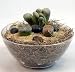 Rare Living Stone Bio-Dome Terrarium Kit - Lithops - Easy to Grow!