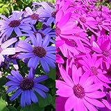 サイネリア：セネッティ豪華咲きブルーとレッド5号鉢植え2種セット
