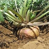 健康や腎臓に良い50pcsのペルーのマカ高麗人参の種、希少な薬草の種