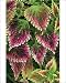 Photographic Prints of ColeusNettie - (under glass) in beautiful Victorian greenhouses from Ardea Wildlife Pets