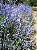 Russian Sage Herb Perennial 20 Seeds - Perovskia