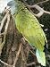 Jigsaw of St Lucia Amazon Parrot from Ardea