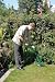 Draper 45529 230V Grass Trimmer 200W