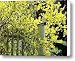 April Gold Canvas Print / Canvas Art - Artist Joyce Kimble Smith