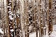 Vince Lausen Photograph 188-01