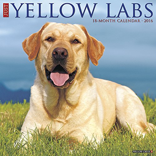 2016 Just Yellow Labs Wall Calendar