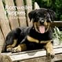 Rottweiler Puppies 2010 Mini Wall