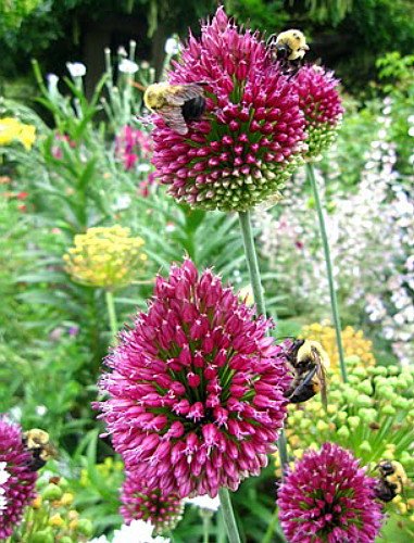 Drumsticks Allium sphaerocephalon 10 Bulbs - Persian Onion - 6/+ cm