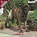 2009 Mastiff Wall Calendar