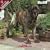 2009 Mastiff Wall Calendar