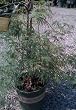 Waterfall Fall Japanese Maple Tree Two Gallon