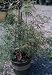 Waterfall Fall Japanese Maple Tree Two Gallon