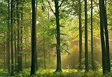 (100x144) Autumn Forest Huge Wall Mural Art Print Poster
