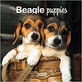 Beagle Puppies Mini 2008