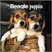   - Beagle Puppies 2008 Mini Wall Calendar