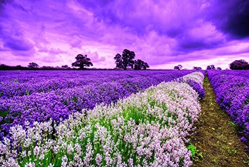 Lavender Field 500 Pieces Wood Jigsaw Puzzle, Perfect Choice for the Puzzle Lover