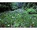 Photographic Prints of Hana Shobu (Japanese from Danita Delimont