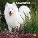 Samoyeds 2012 Square 12X12 Wall Calendar (Multilingual Edition)