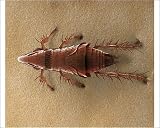 Photographic Print of LRDS-55 Cat Flea from Ardea