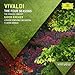 VIRTUOSO: Vivaldi: The Four Seasons