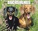 dachshund1 - Just Dachshunds 2010 Calendar