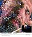 Chuck Close: Work
