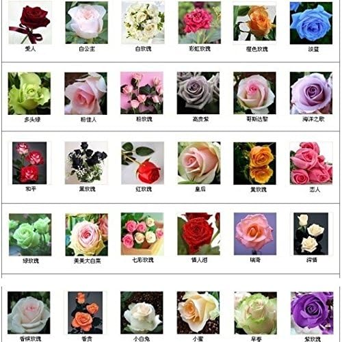 30 kinds Multi-color Total 300 seeds colorful rose flower seeds rare rainbow rose flower seeds Plant Home Garden bonsai We will randomly distribution of goods.@SMZ