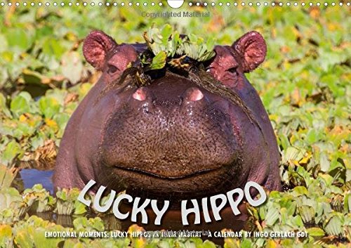 Emotional Moments: Lucky Hippo / UK-Version 2017: Hippos in Their Natural Habitat - A Calendar of Ingo Gerlach GDT (Calvendo Animals)