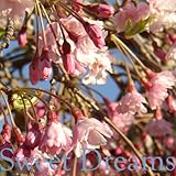 Sweet Dreams Organic Aromatherapy Potion