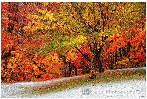 North-woods fall colors with light first snow, reds, greens, yellows color print