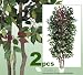 TWO 7' Very Full Capensia Ficus REAL WOOD TRUNKS Artificial Trees each with approx. 1134 leaves